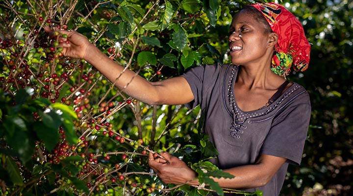 Pomoc w rozwoju społeczności uprawiających kawę
