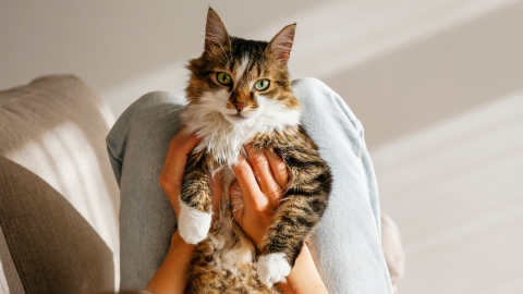 Purina One cat