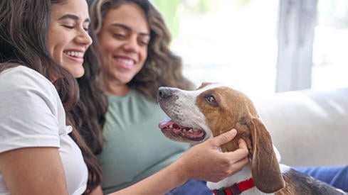 petcare_dog