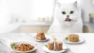 Kot Gourmet