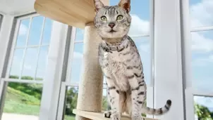 Purina One Kot