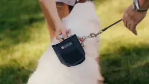 Purina pies