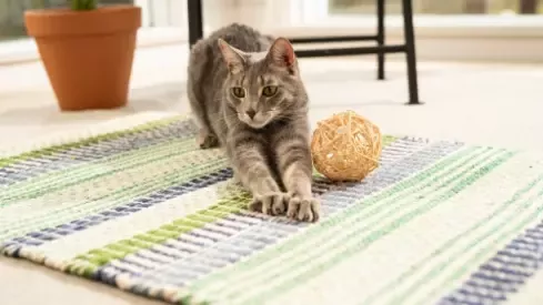 Cat Chow kot
