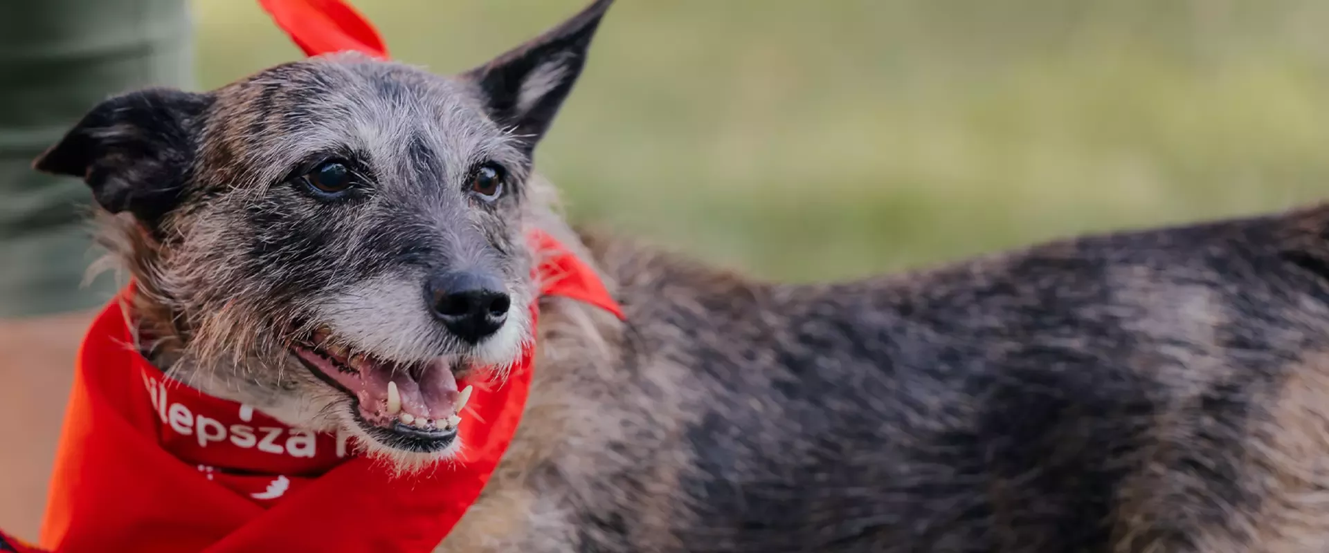Purina header