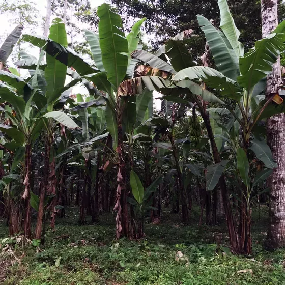 Ekologiczna uprawa bananów do produktów Gerber Organic.jpg