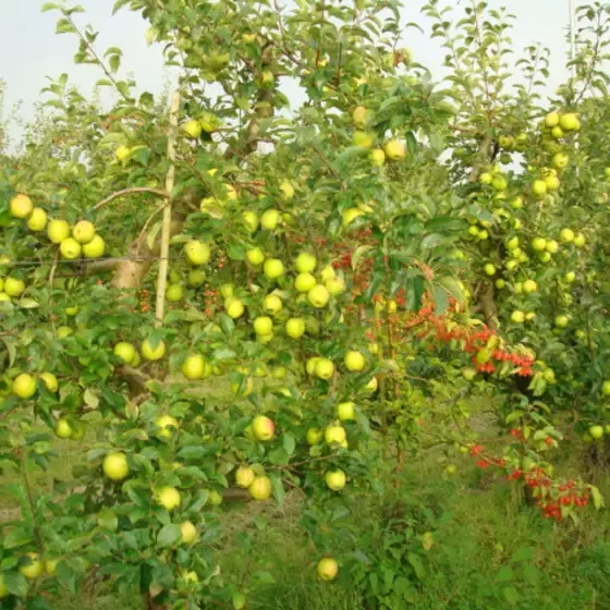 Ekologiczna uprawa jabłek do produktów Gerber Organic.JPG