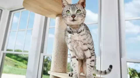Purina One Kot