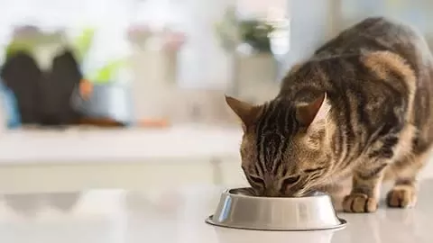 Cat Chow kot
