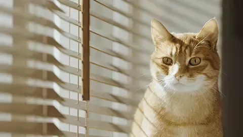 Friskies psy