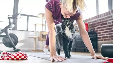 Cat Chow kot
