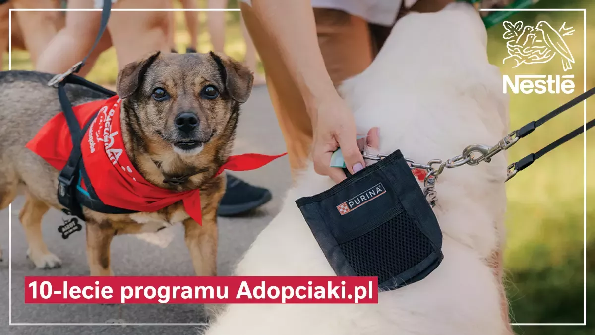10 lat odpowiedzialnych adopcji czworonogów 