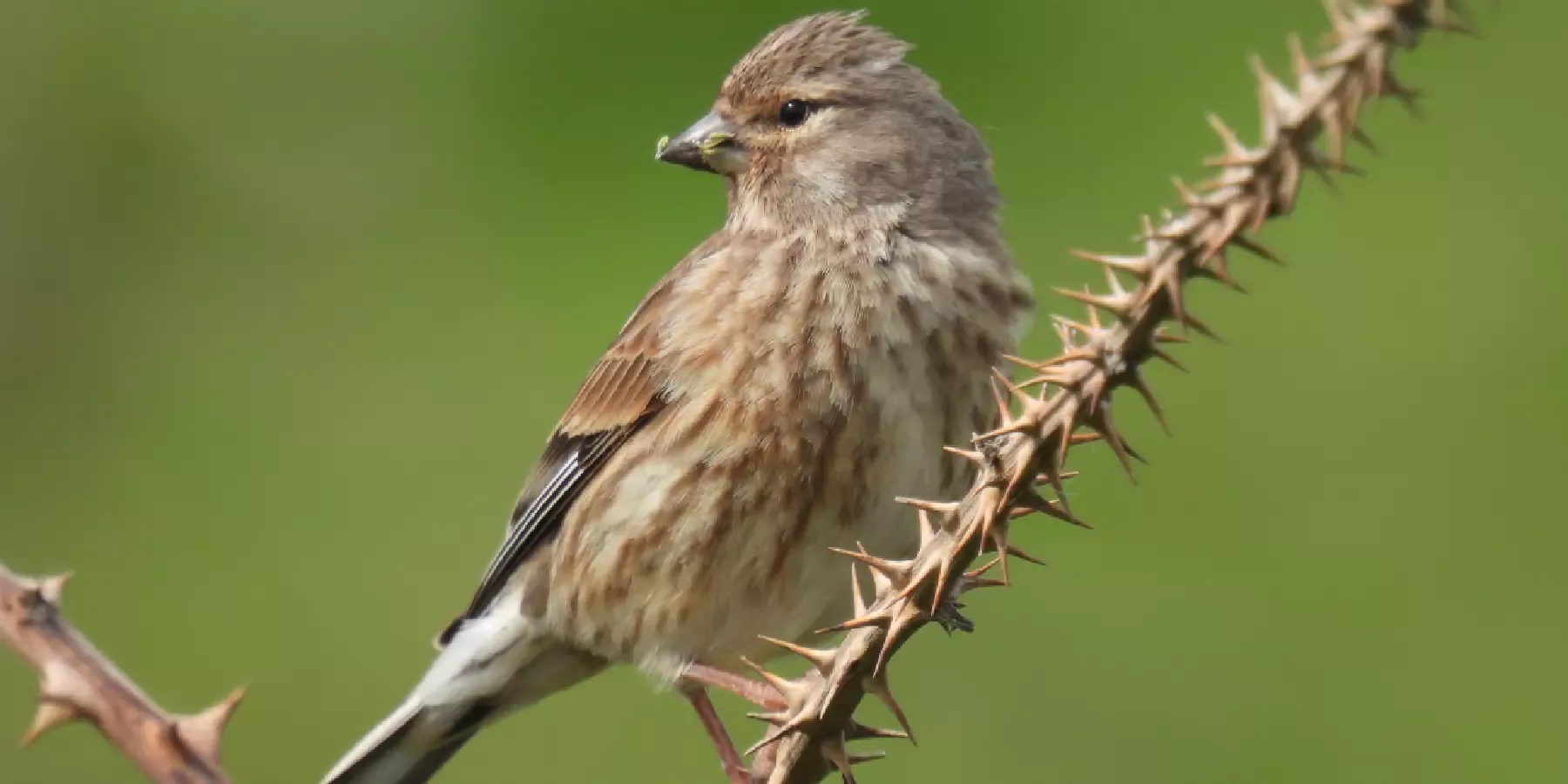 Birdlife