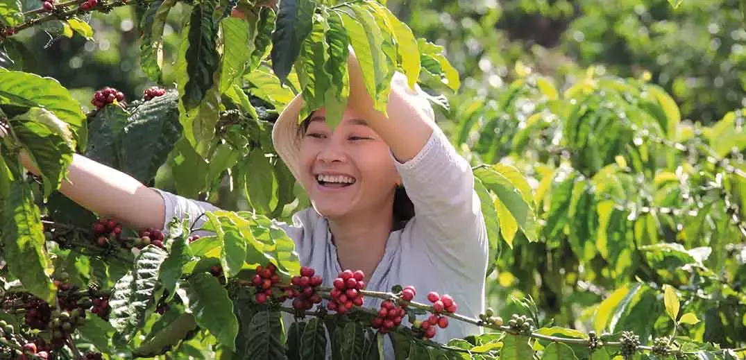 nescafe-plan-coffee-farmer-feed